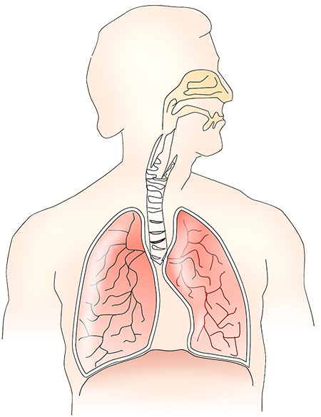 Webinar mit Prof. Jorgos Kavouras: Akutverordnung bei respiratorischen Infekten unter dem Gesichtspunkt der Ebenen der Heilung/Levels of Health – Wie beurteile ich die Reaktion auf die erste Verordnung für die richtige weitere Therapie?