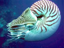 The Big Blue