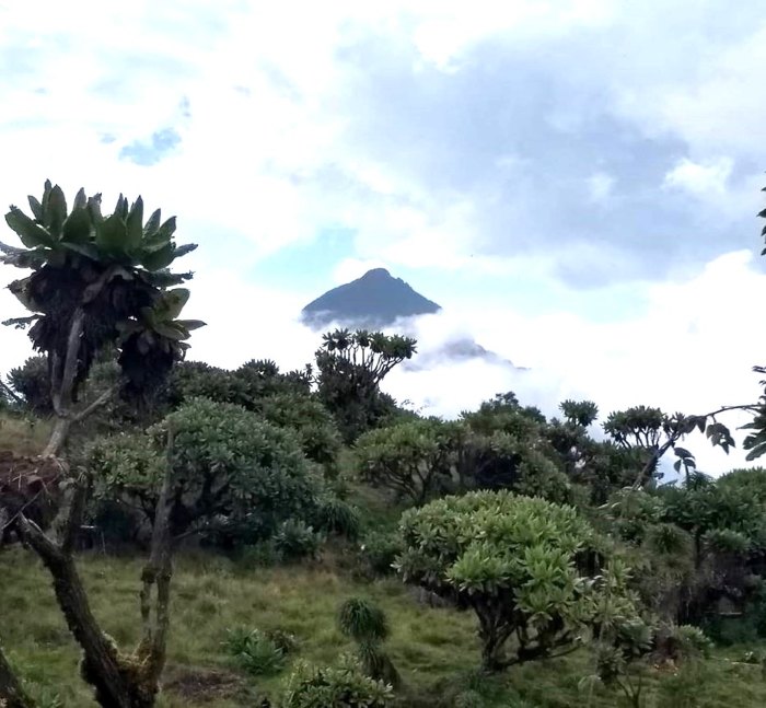 Homöopathischer Tonic – Sankaran- Methode mit Sigrid Lindemann
