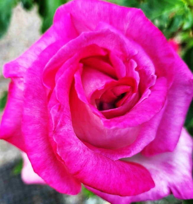 Liebliche Pflanzen – Sankaran & M. Yakir Systematik mit Sigrid Lindemann